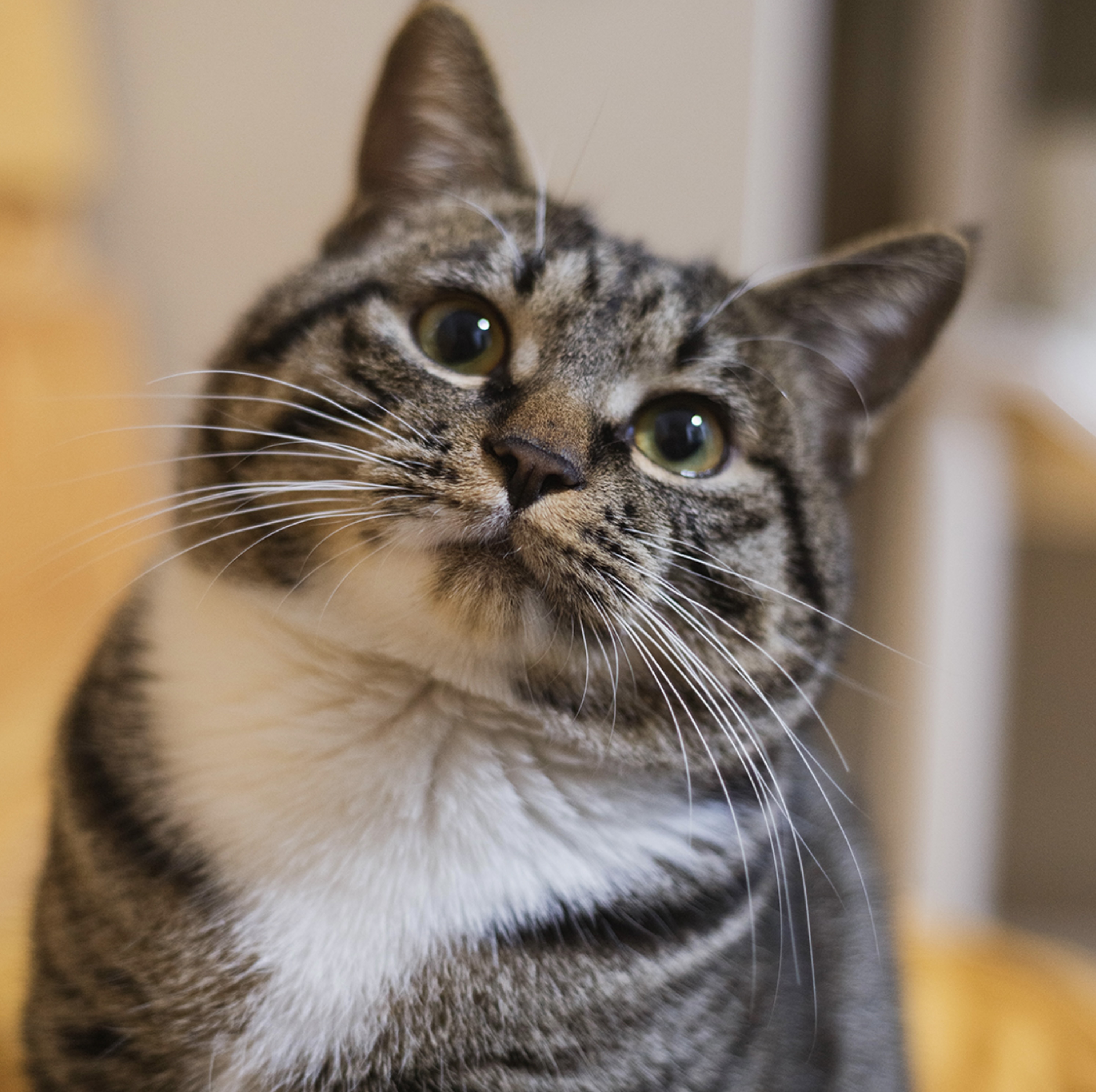 Gato atendido na Clínica Gatô Arapongas